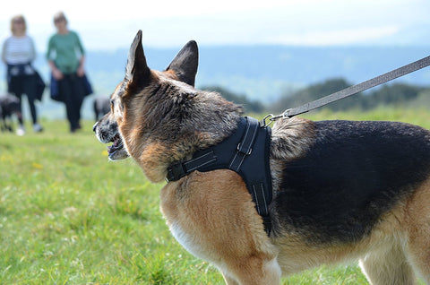 Amazing Dog Harness for all Breeds